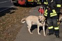 Hund und Frauchen im Eis eingebrochen Koeln Dellbrueck Hoehenfelder See P10